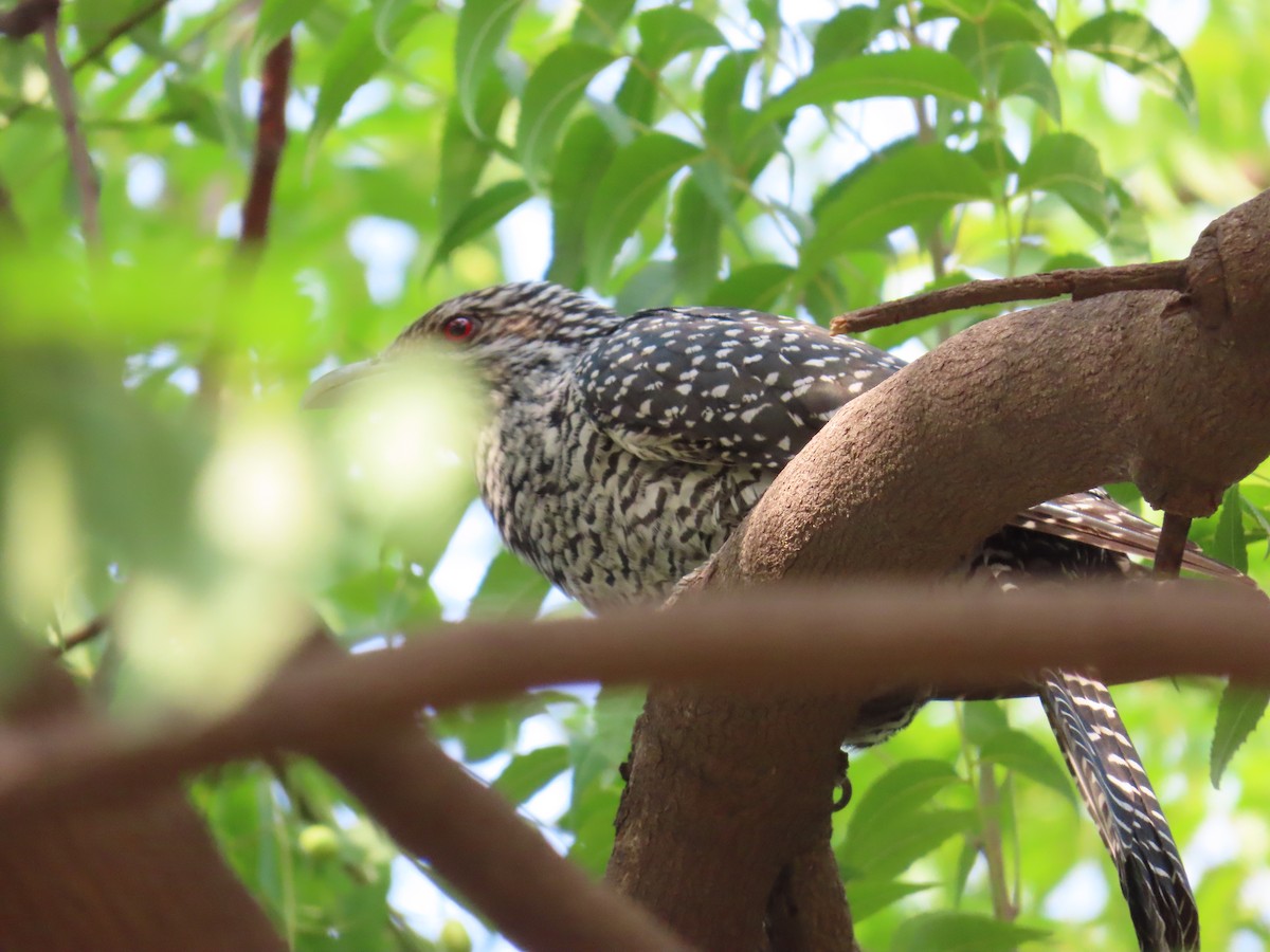 Asian Koel - ML620176644