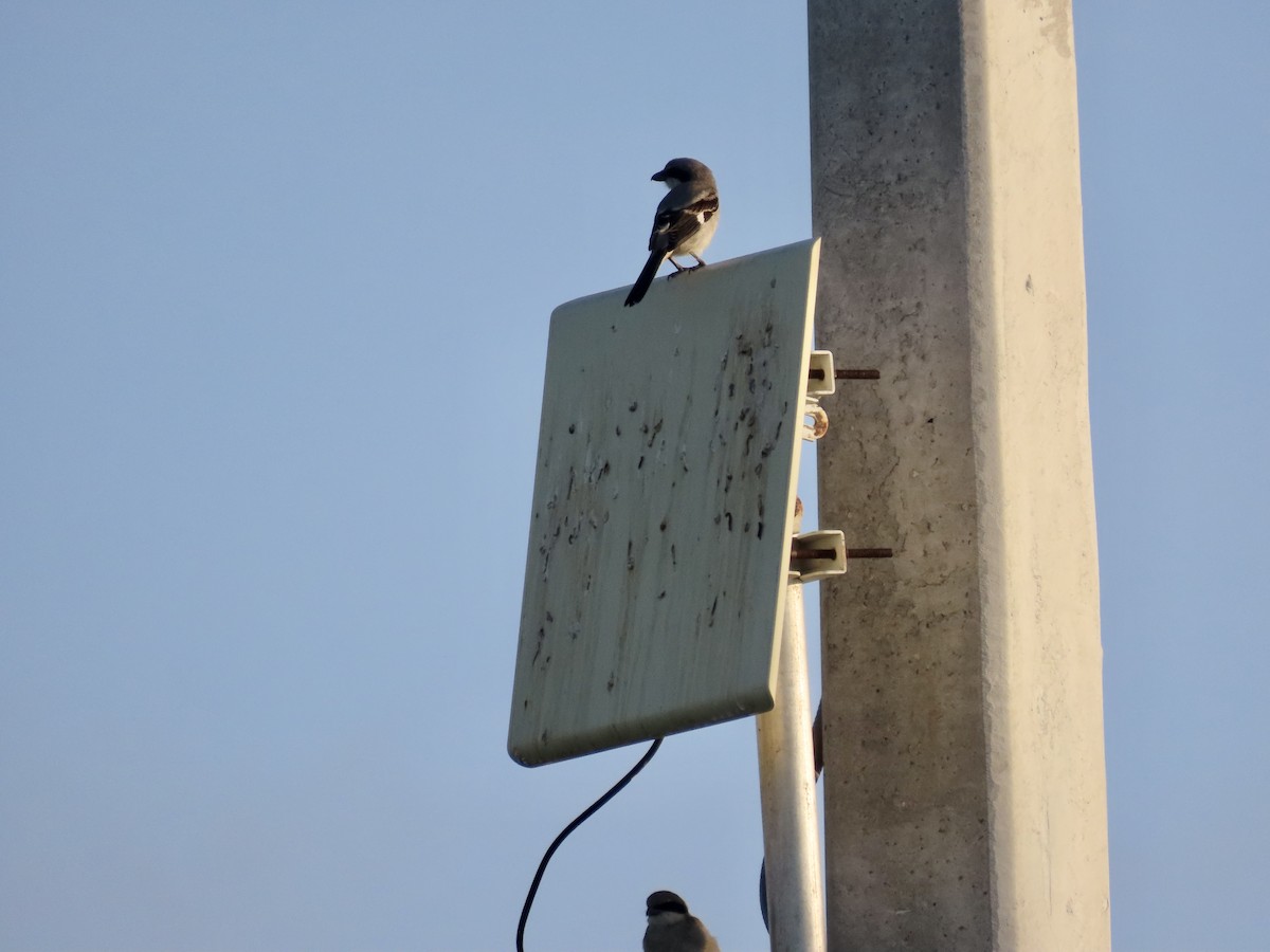 Loggerhead Shrike - ML620176646