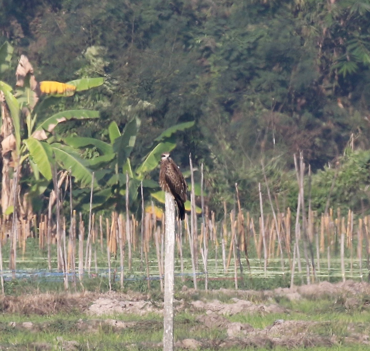 Black Kite (Black-eared) - ML620176649