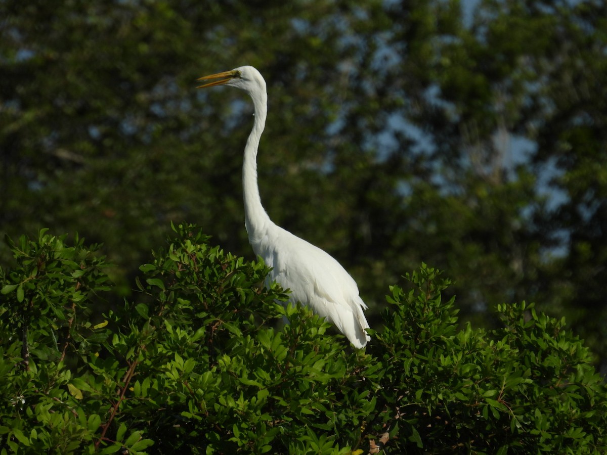 Great Egret - ML620176652