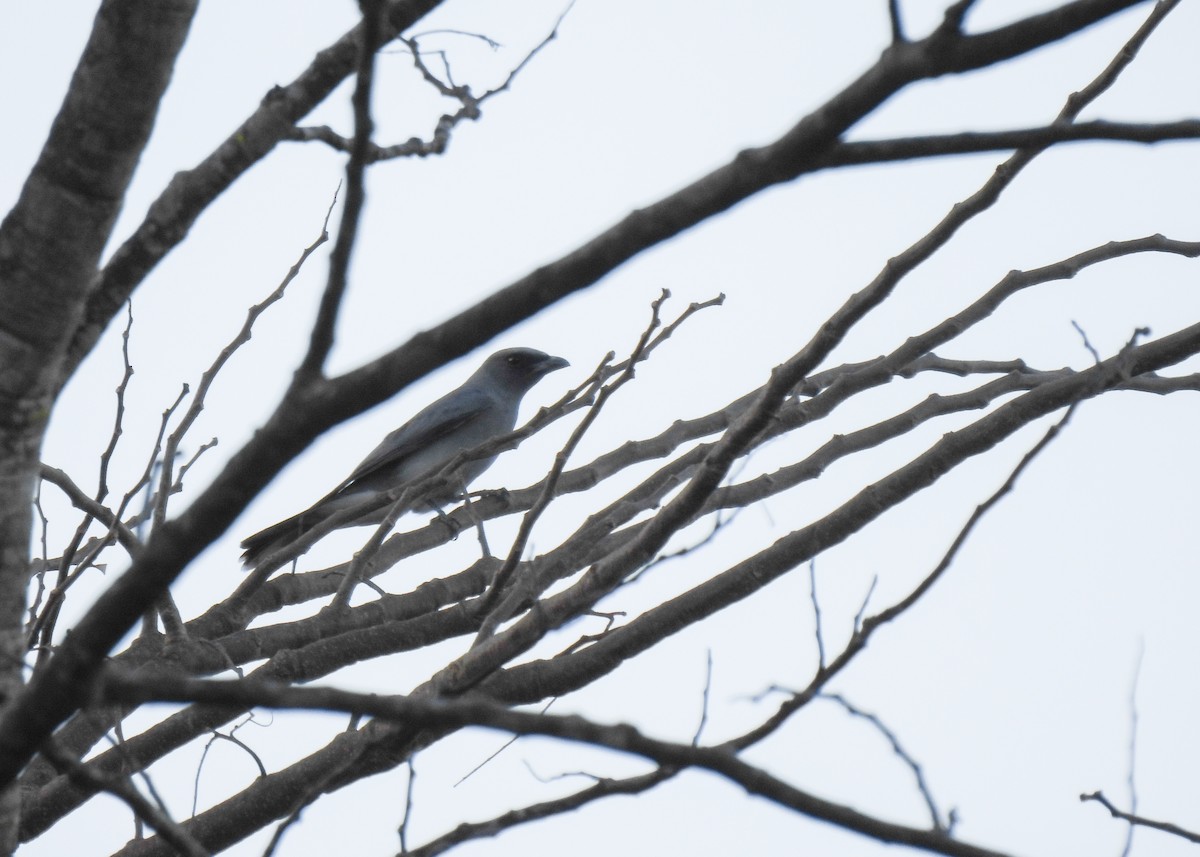 Large Cuckooshrike - ML620176653