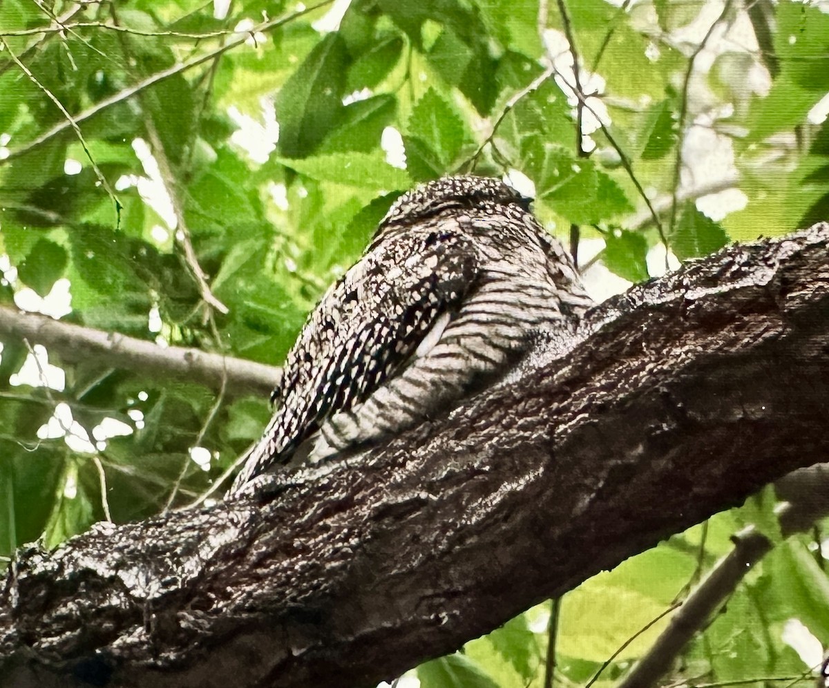 Common Nighthawk - ML620176655