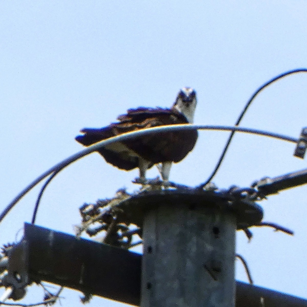 Águila Pescadora - ML620176656