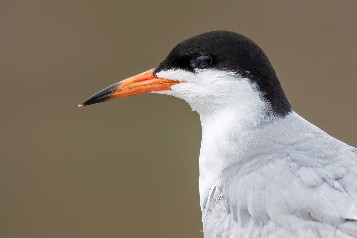 Forster's Tern - ML620176658