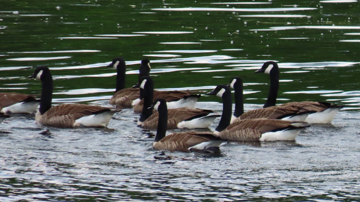 Canada Goose - ML620176661