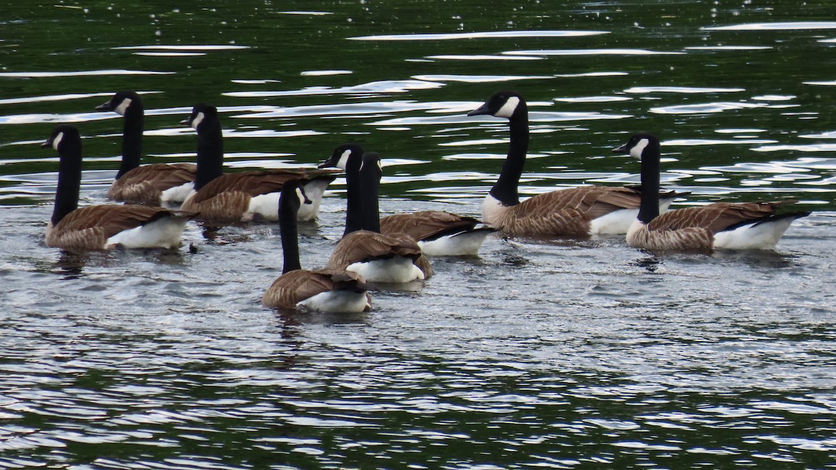 Canada Goose - ML620176662