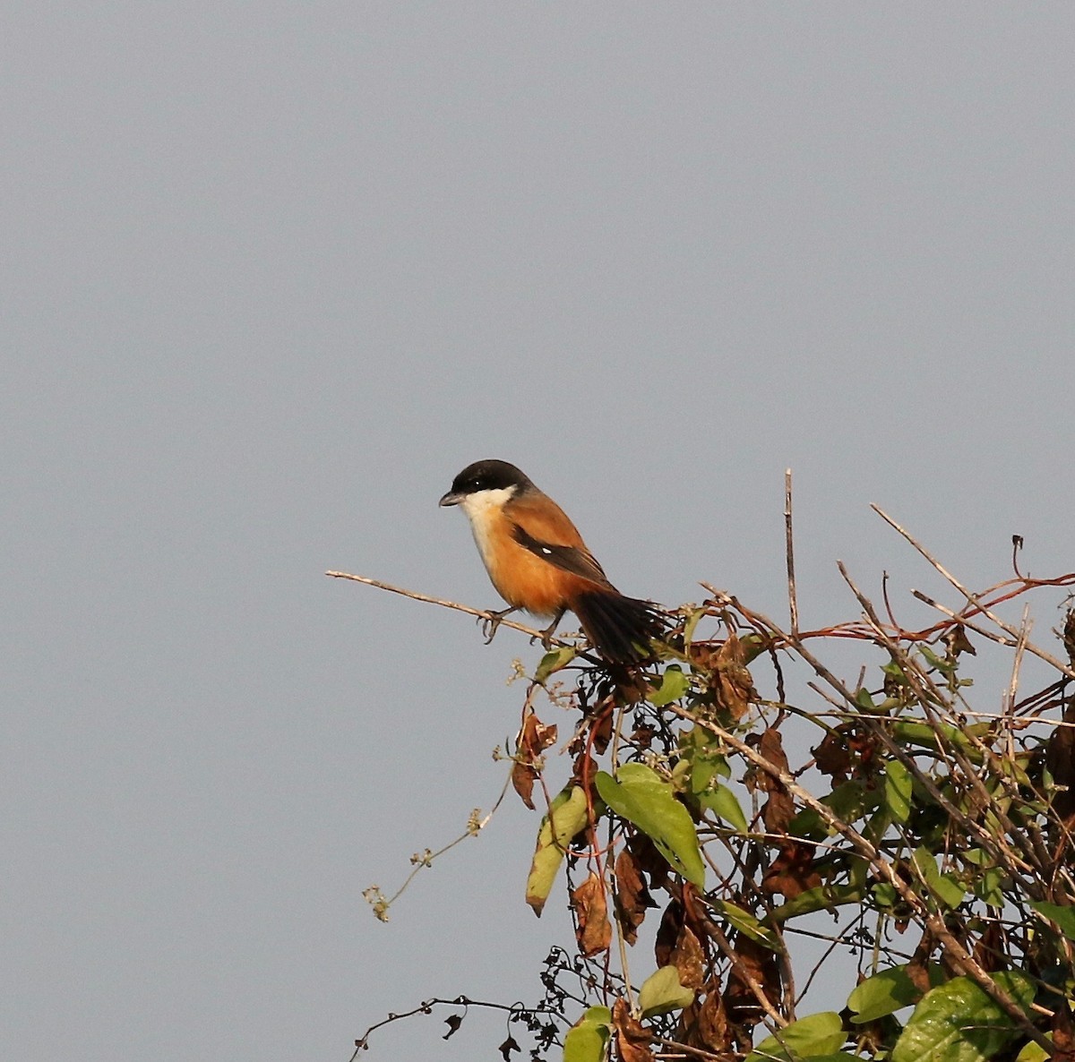 Long-tailed Shrike (tricolor/longicaudatus) - ML620176665