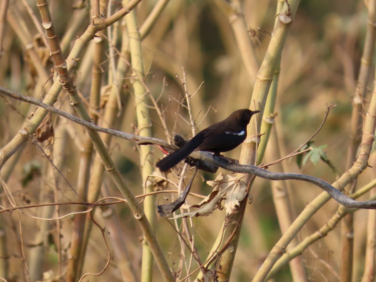 Indian Robin - ML620176667