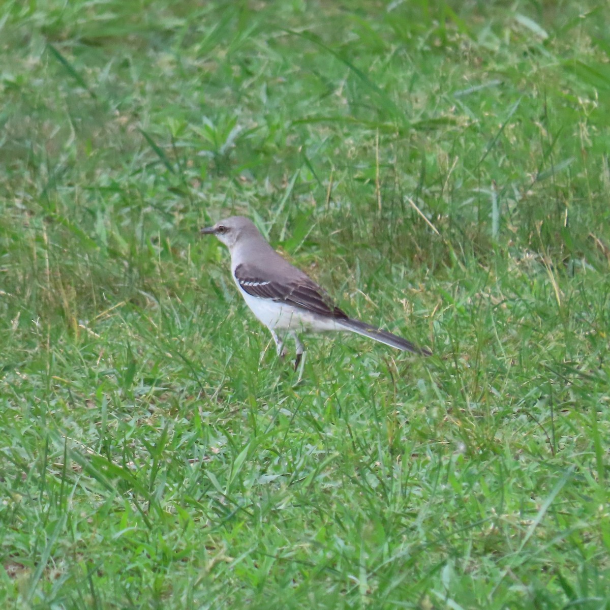 Northern Mockingbird - ML620176669