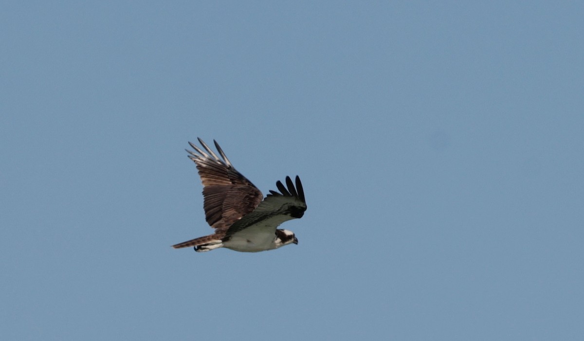 Águila Pescadora - ML620176677