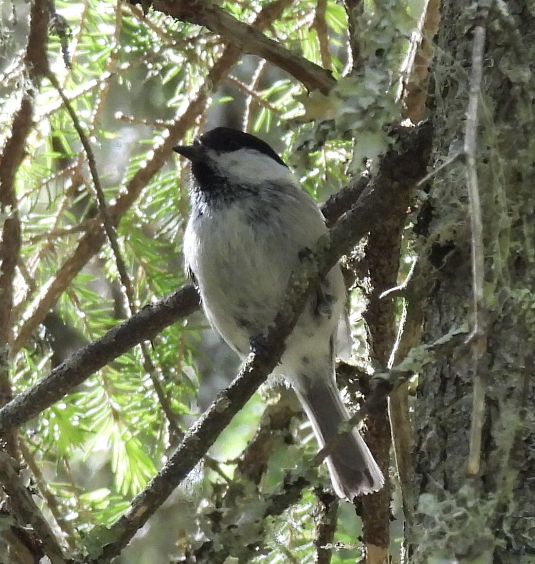 Willow Tit - ML620176683