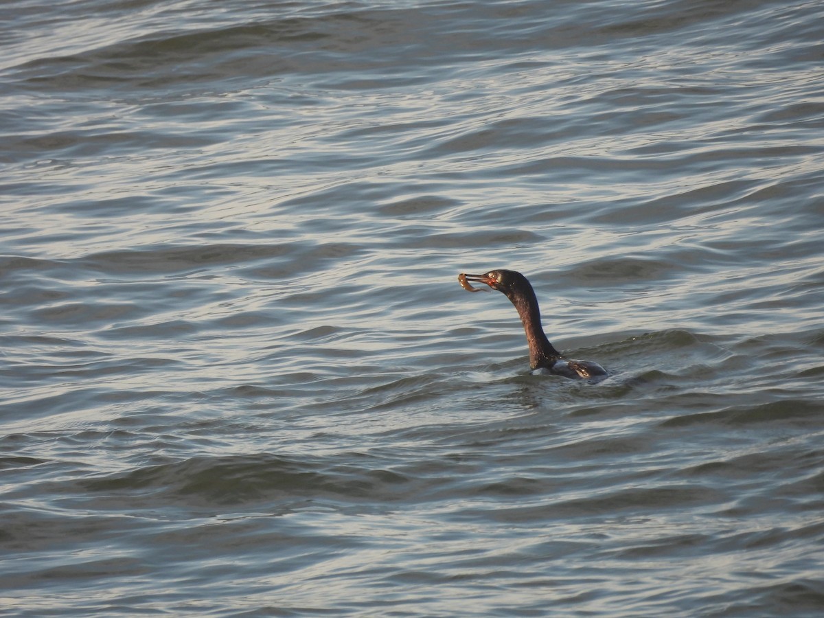 Double-crested Cormorant - ML620176685