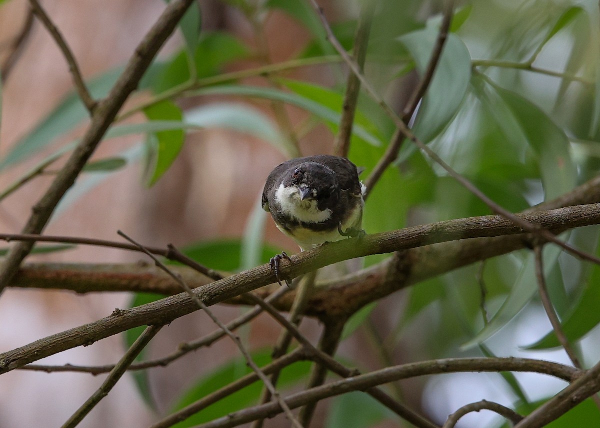 Dohrn's Thrush-Babbler - ML620176691