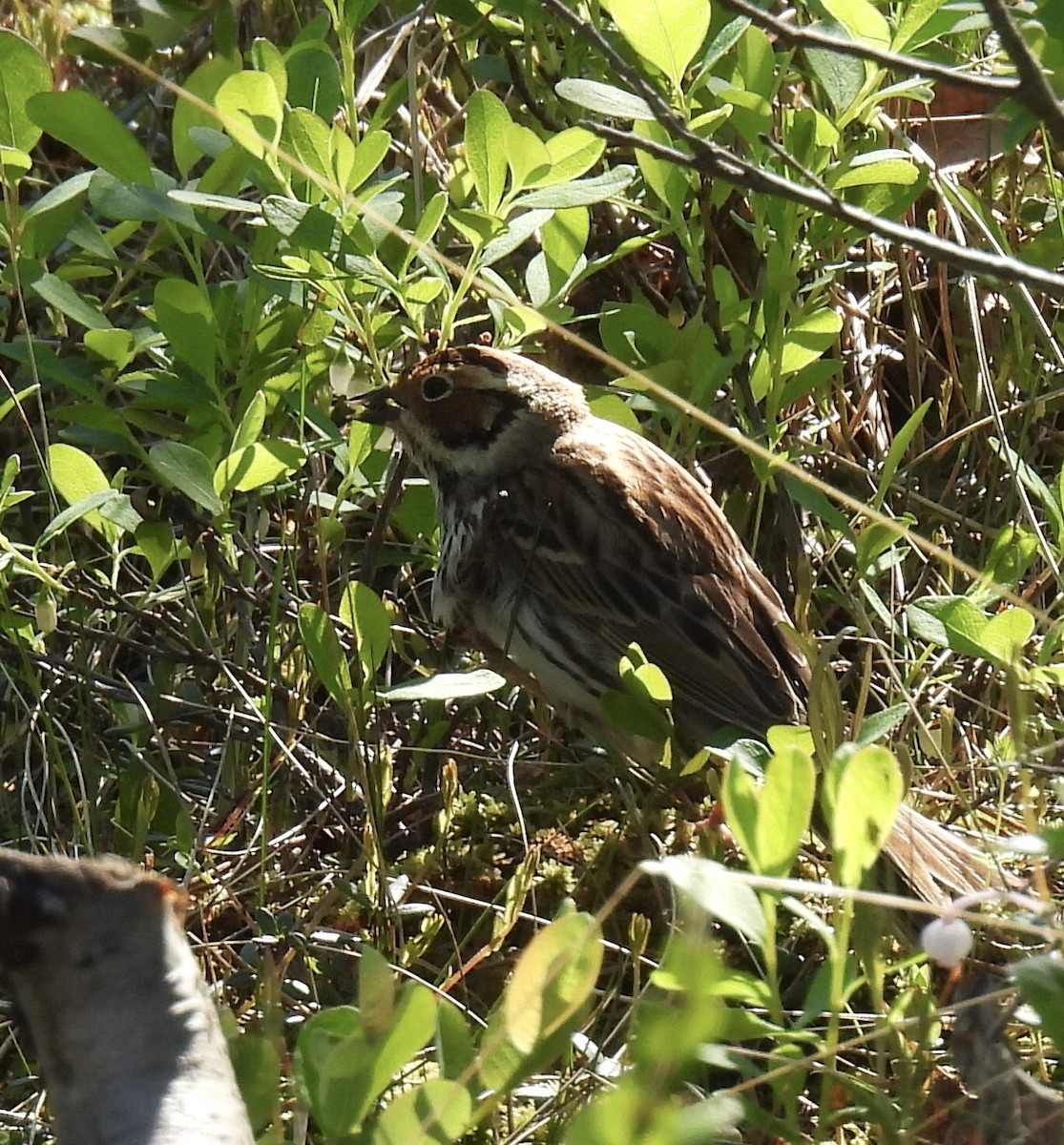 Little Bunting - ML620176700