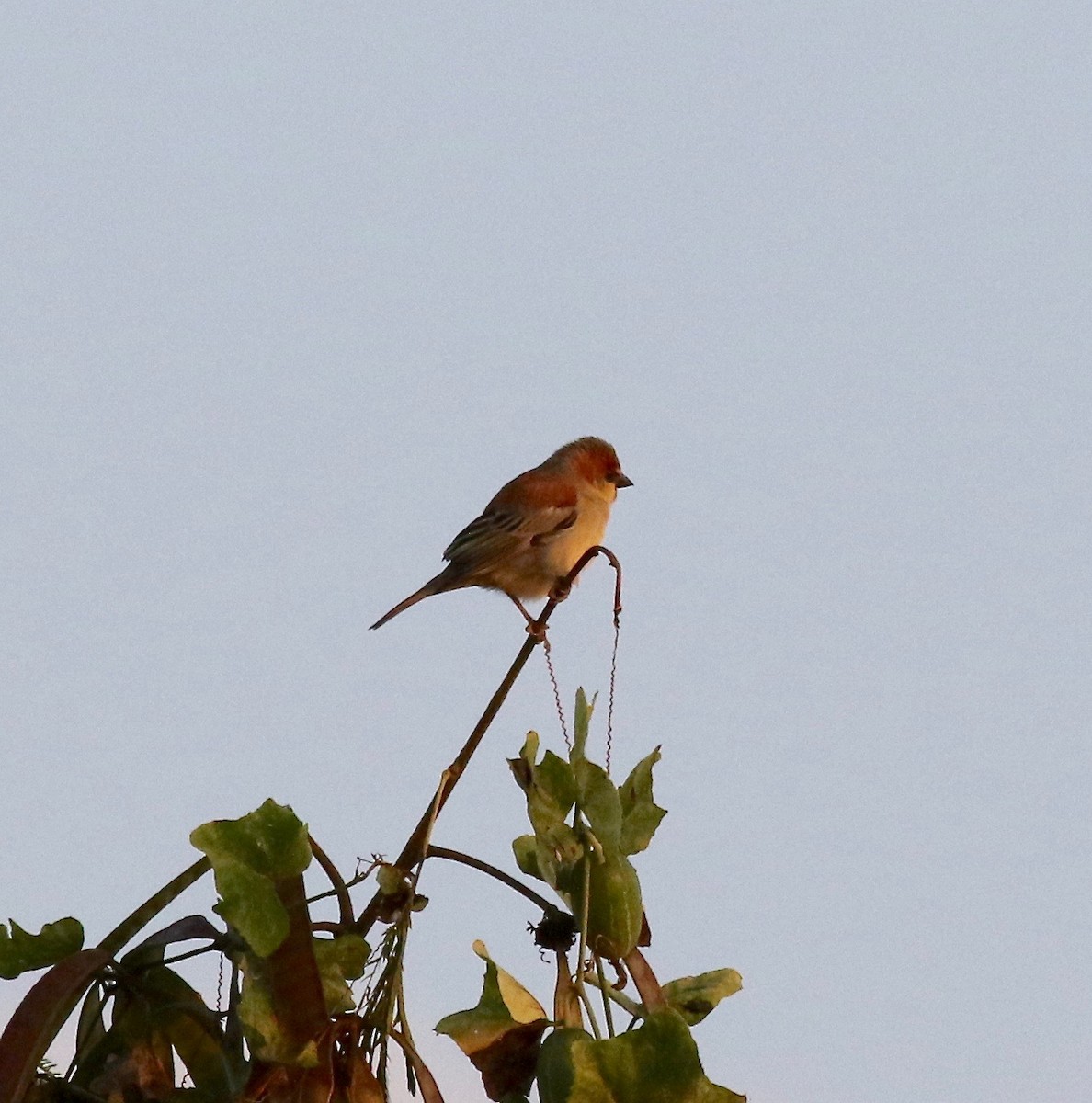 Plain-backed Sparrow - ML620176701