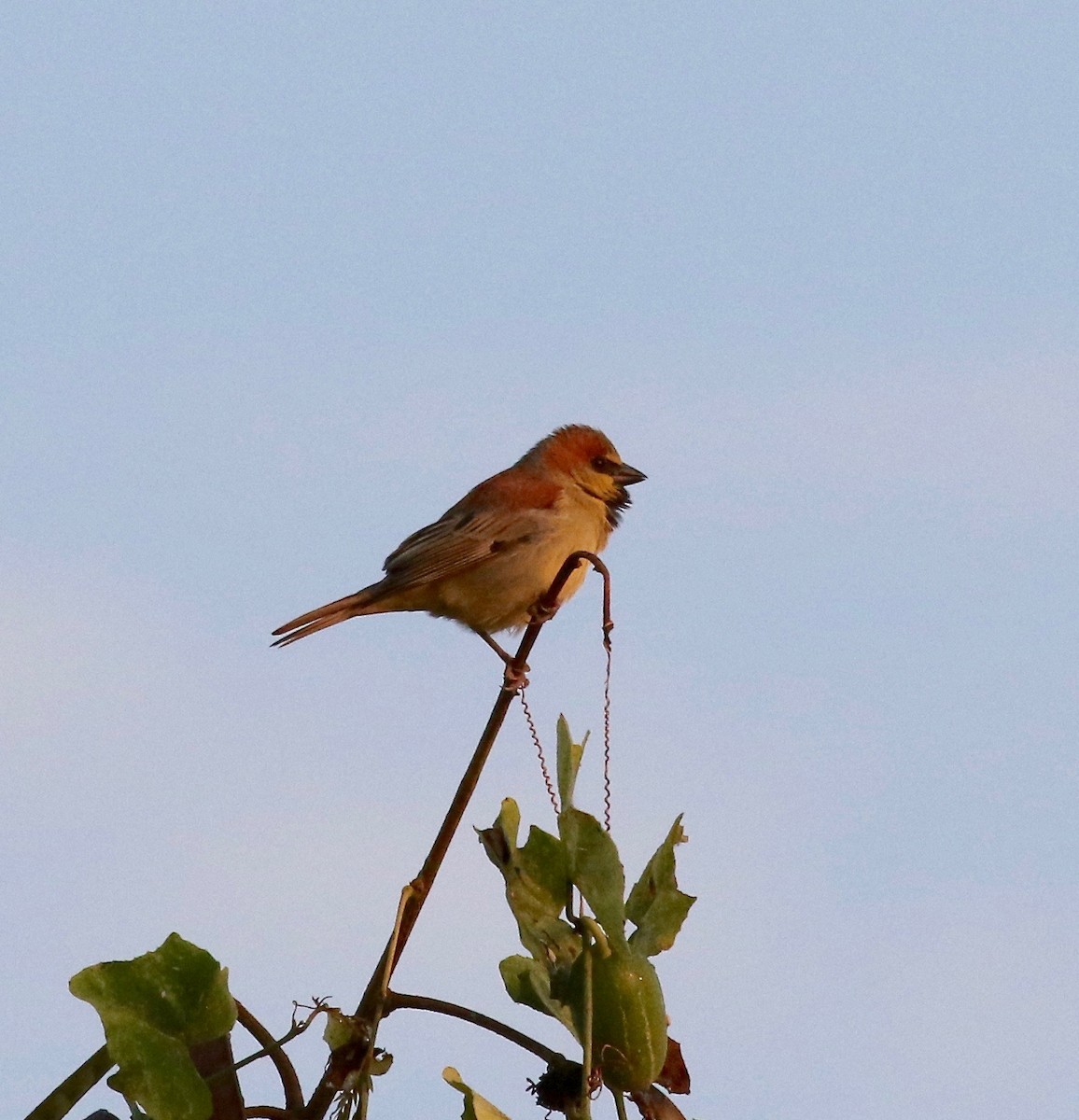 Plain-backed Sparrow - ML620176702