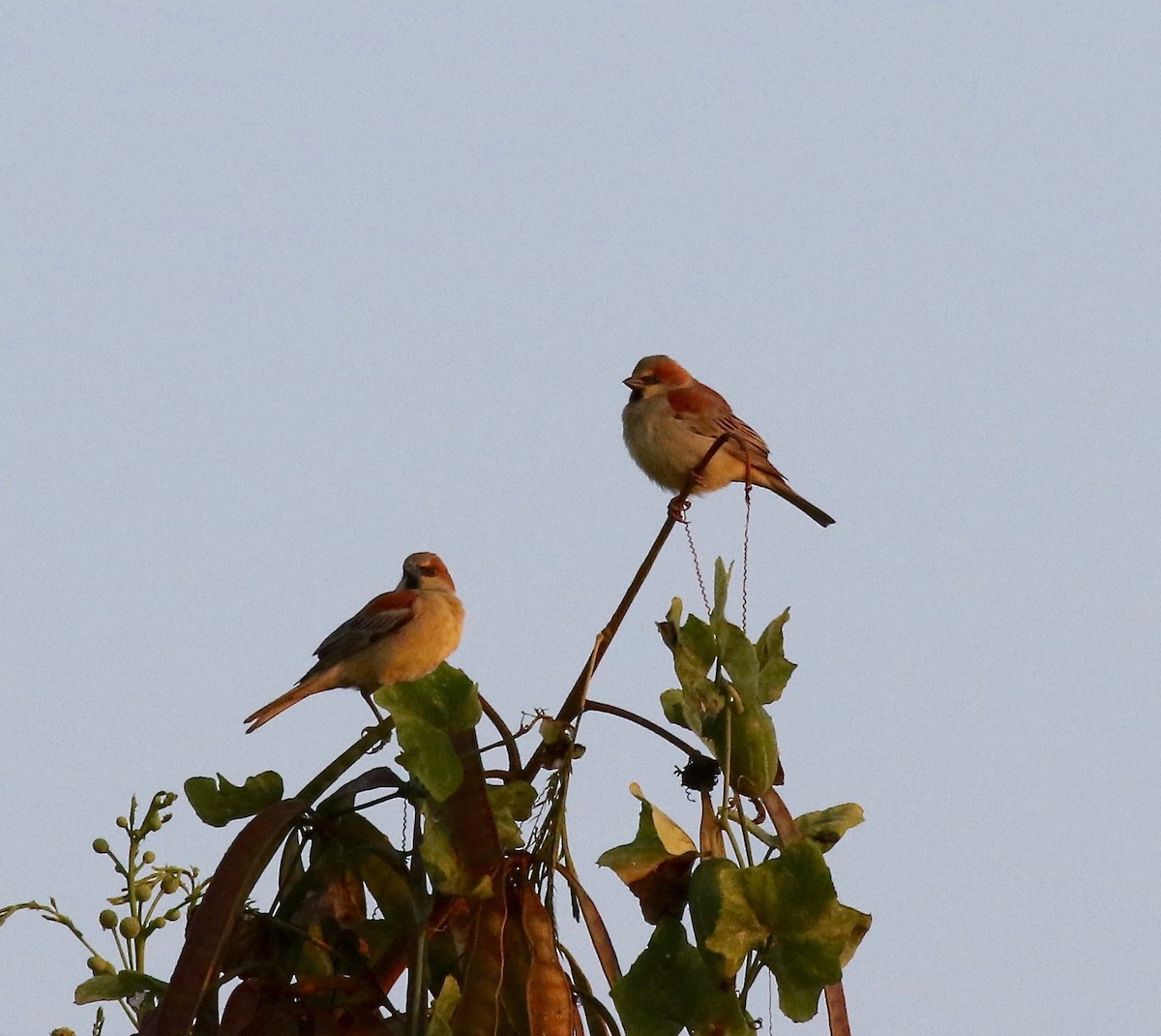 Plain-backed Sparrow - ML620176703