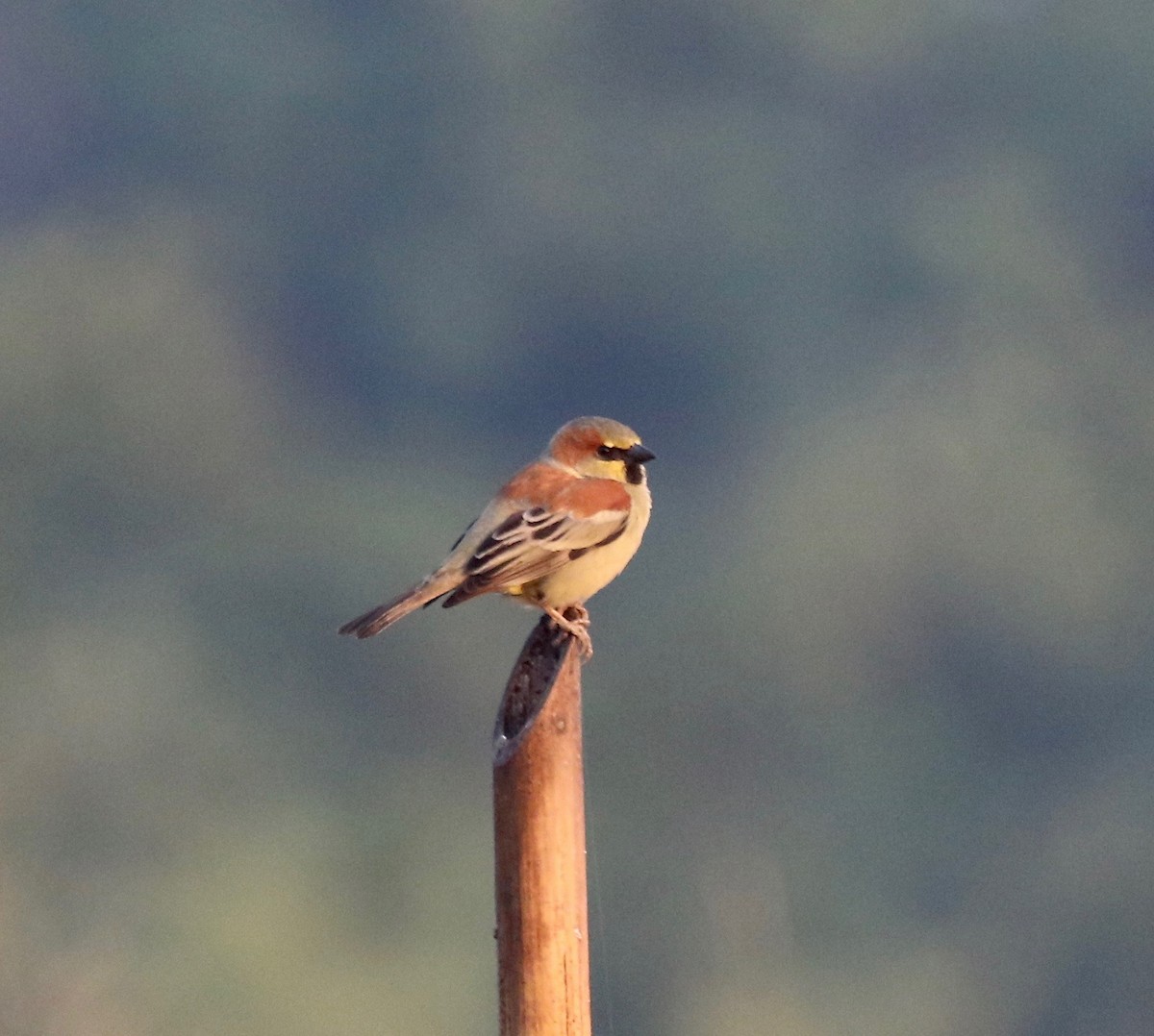 Plain-backed Sparrow - ML620176705