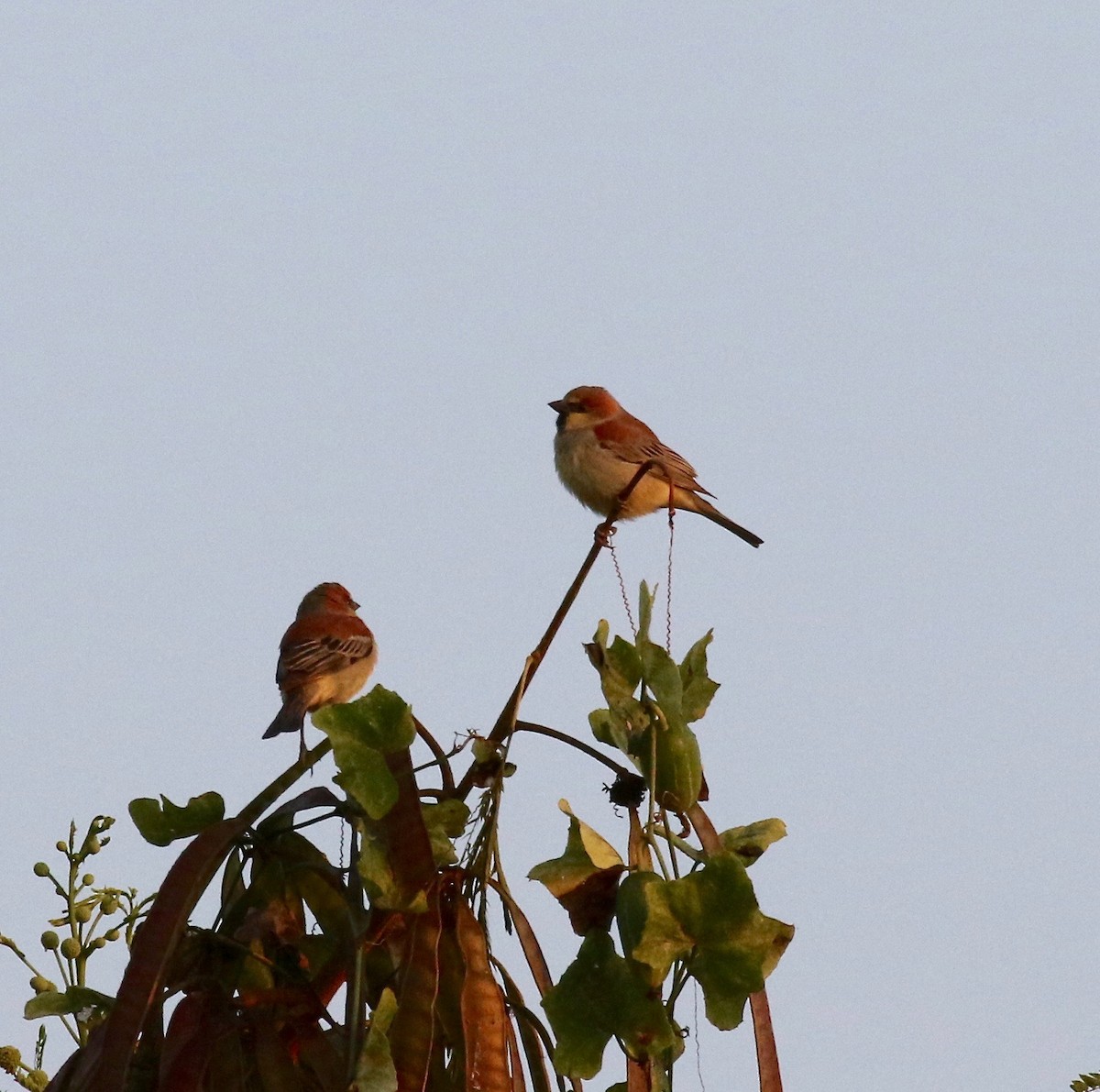 Plain-backed Sparrow - ML620176707