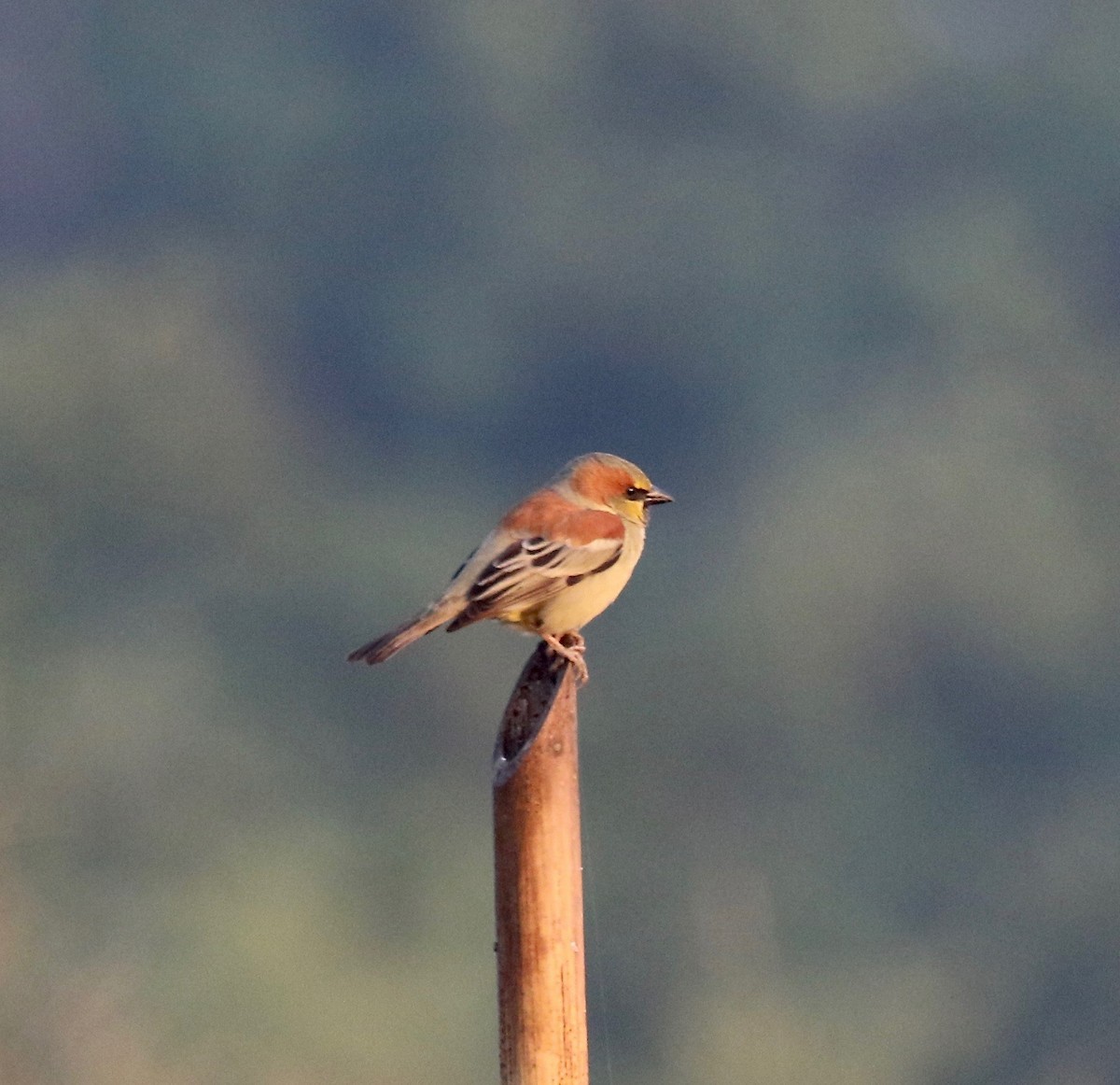 Plain-backed Sparrow - ML620176709