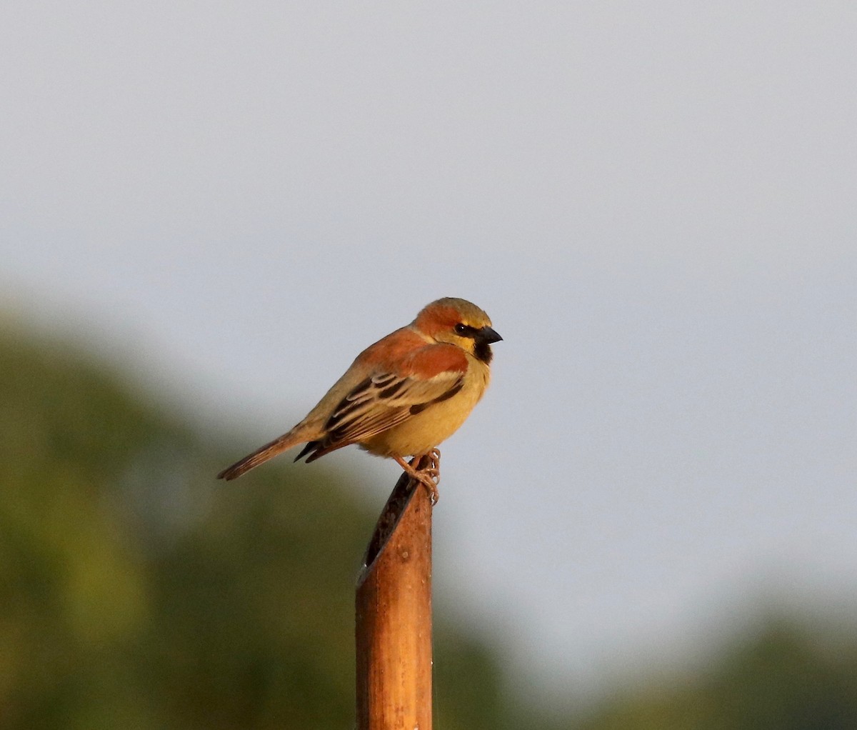 Plain-backed Sparrow - ML620176710