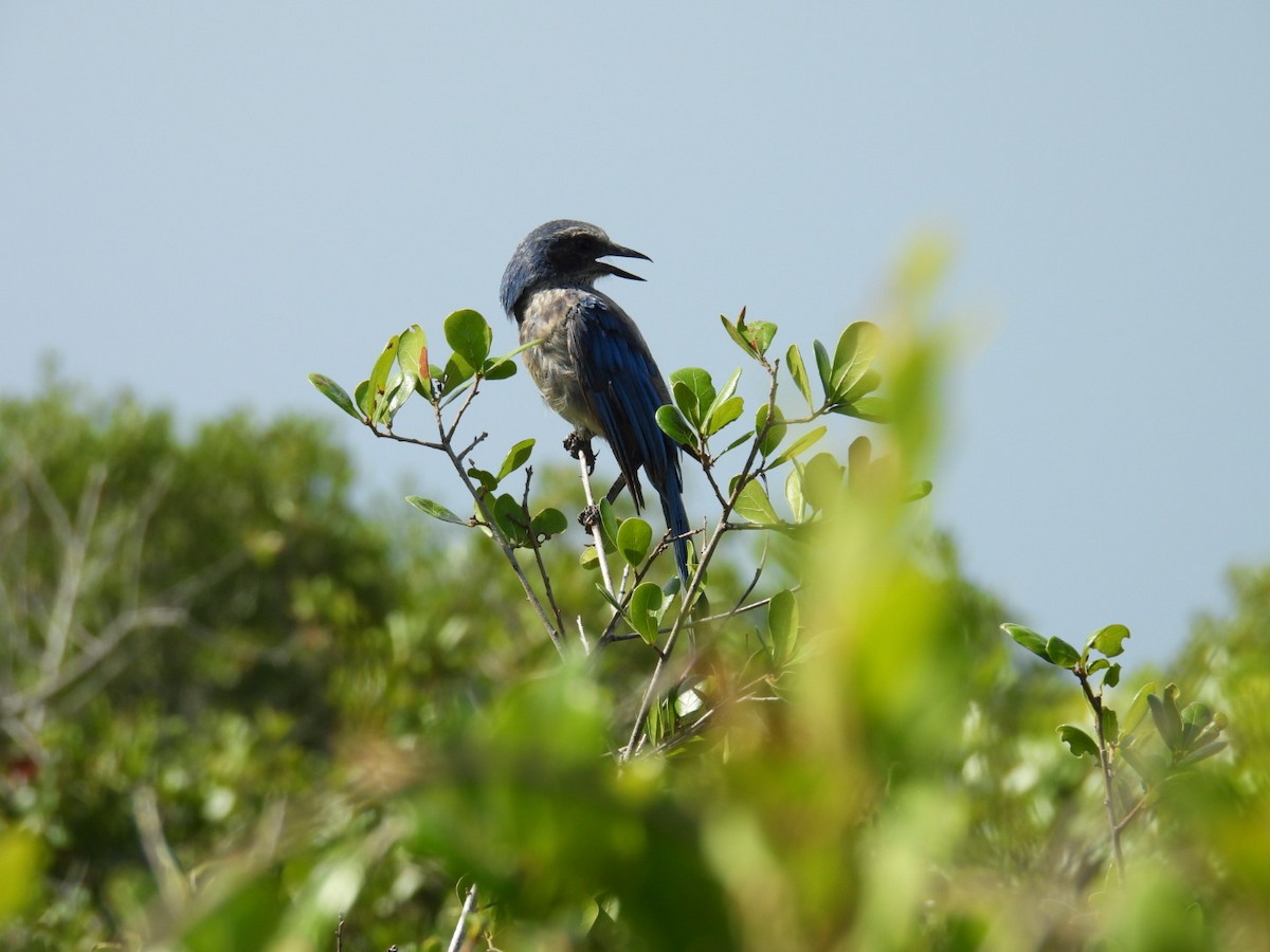 Florida Scrub-Jay - ML620176726