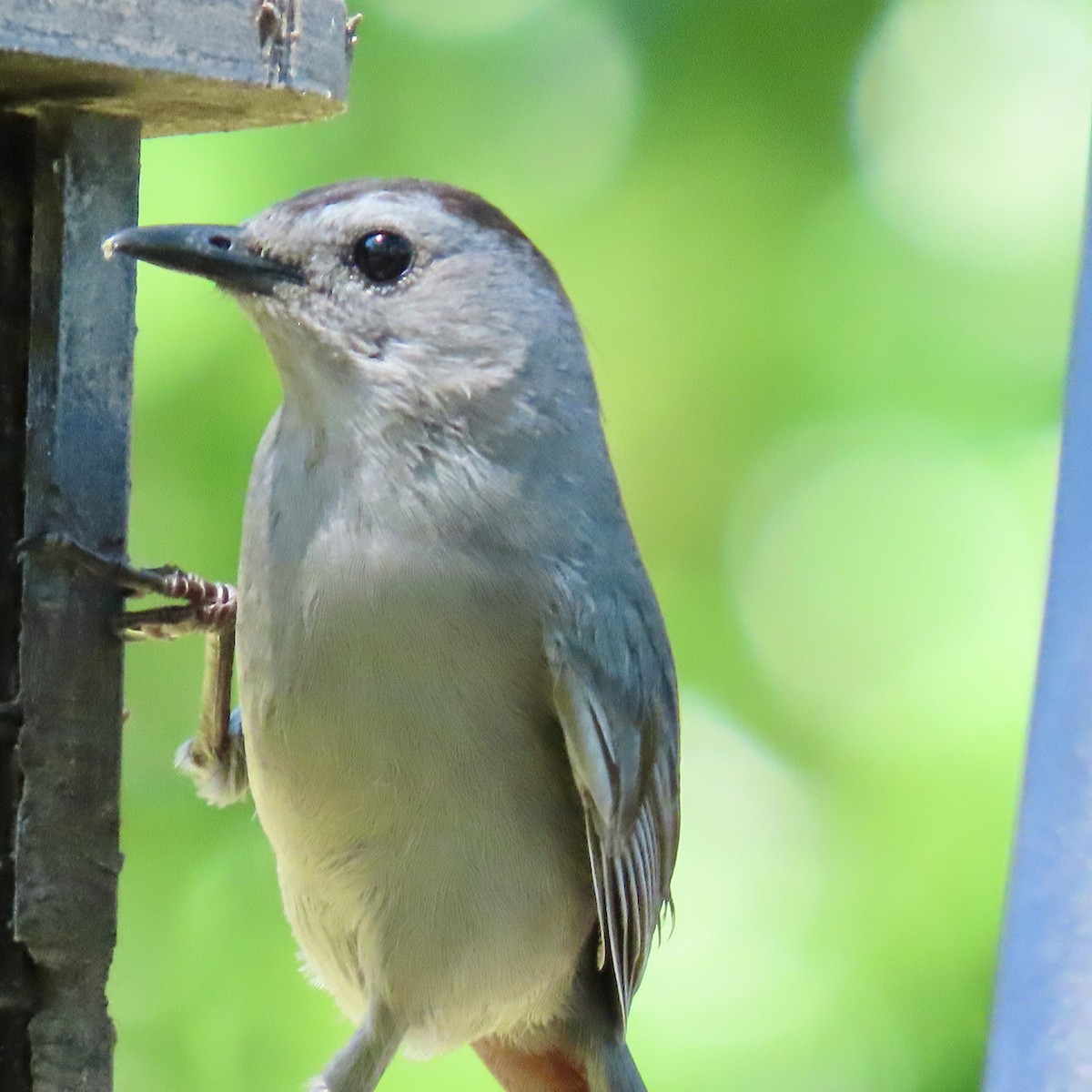 Gray Catbird - ML620176729