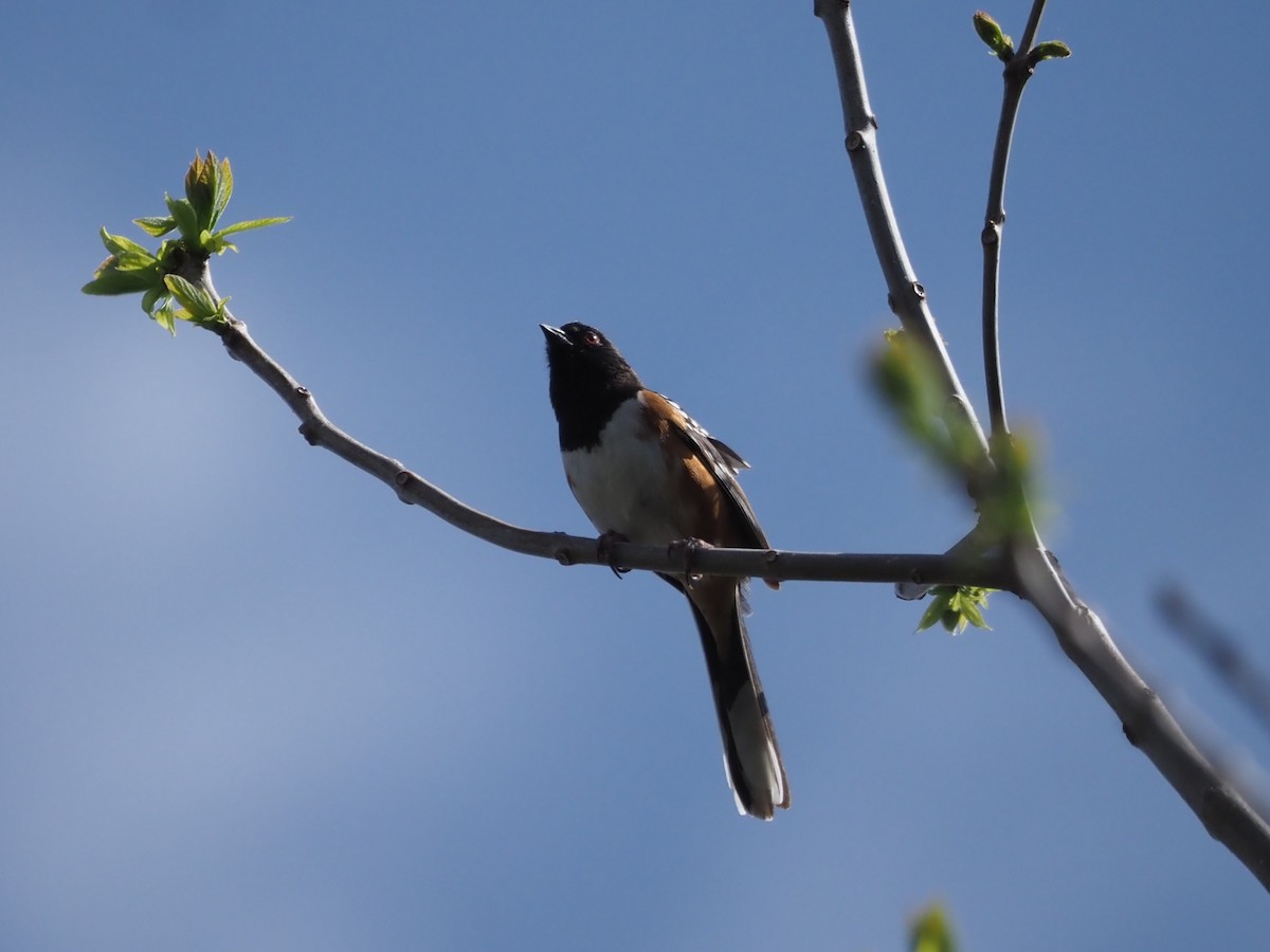 Spotted Towhee - ML620176730