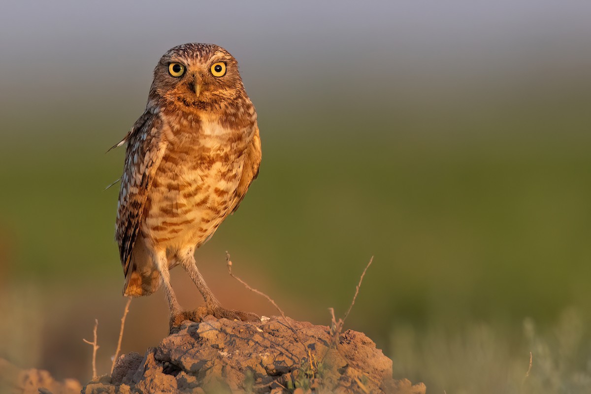 Burrowing Owl - ML620176737