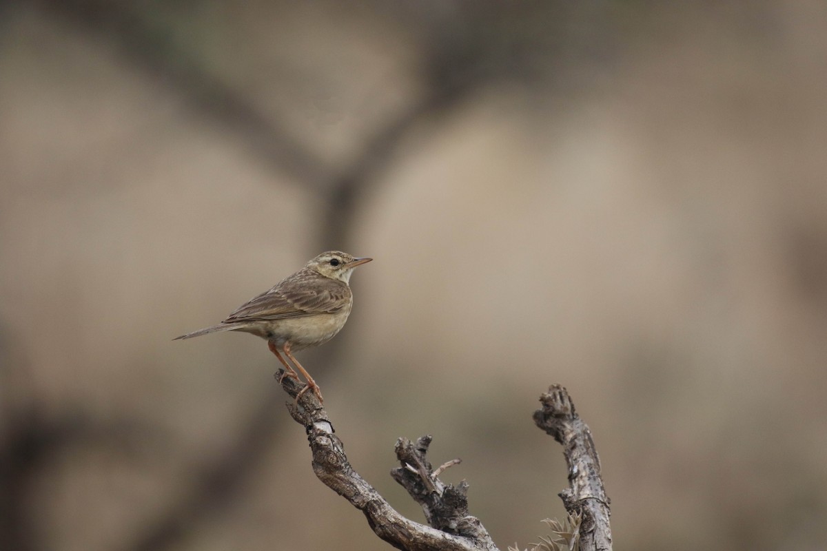 Paddyfield Pipit - ML620176738