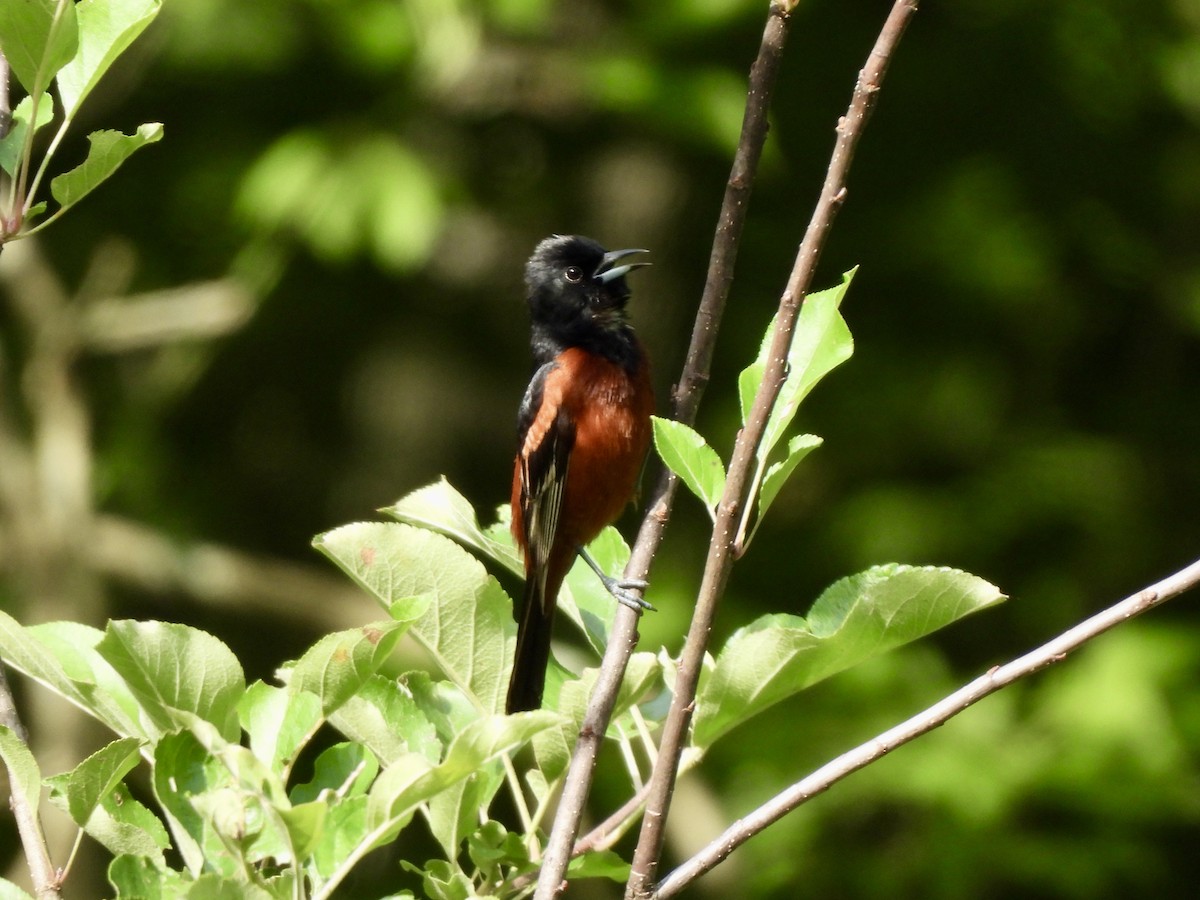 Orchard Oriole - ML620176739