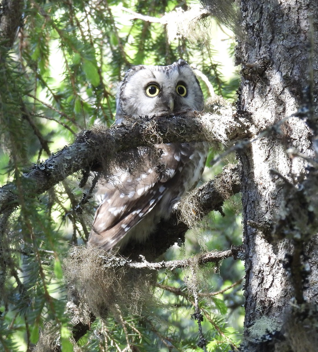 Boreal Owl - ML620176741