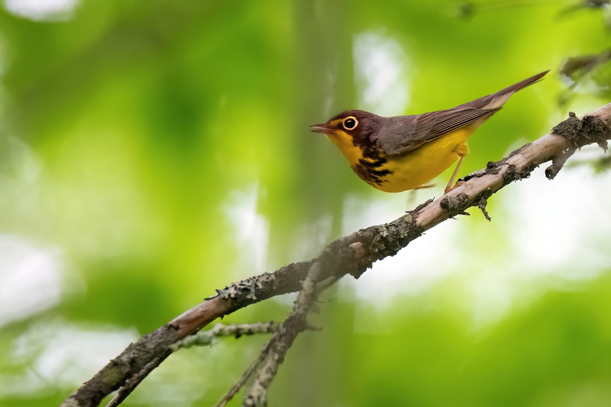 Canada Warbler - ML620176751