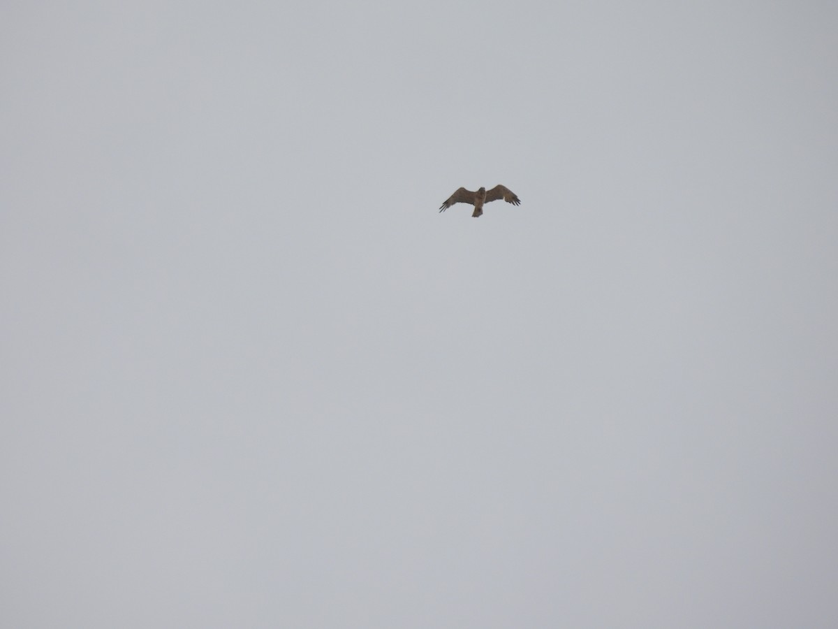 Short-toed Snake-Eagle - ML620176753