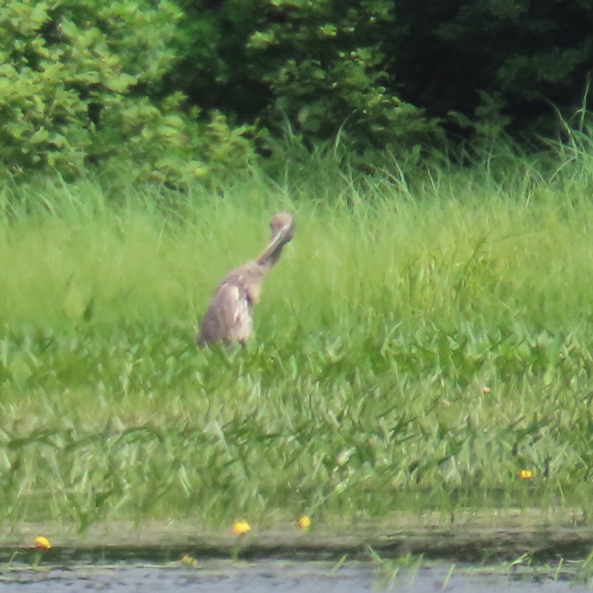 American Bittern - ML620176769