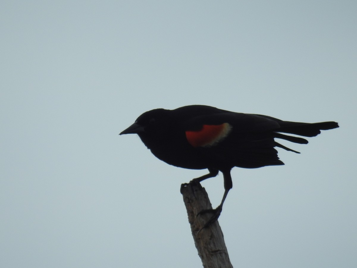 Red-winged Blackbird - ML620176771
