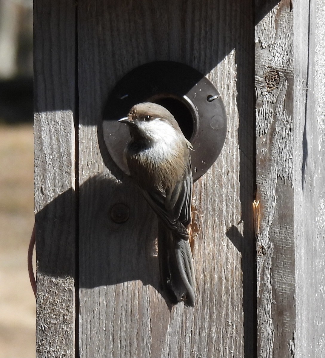 Gray-headed Chickadee - ML620176775