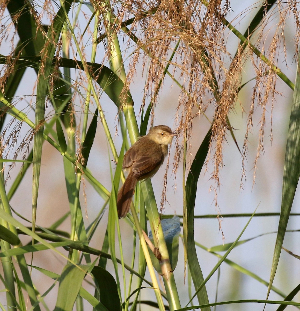 Plain Prinia - ML620176782