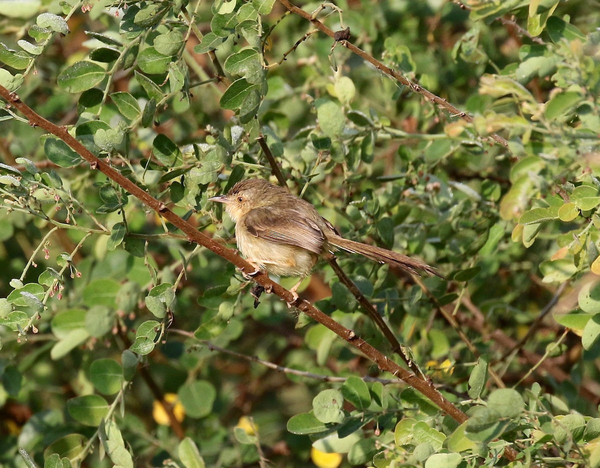 Plain Prinia - ML620176784