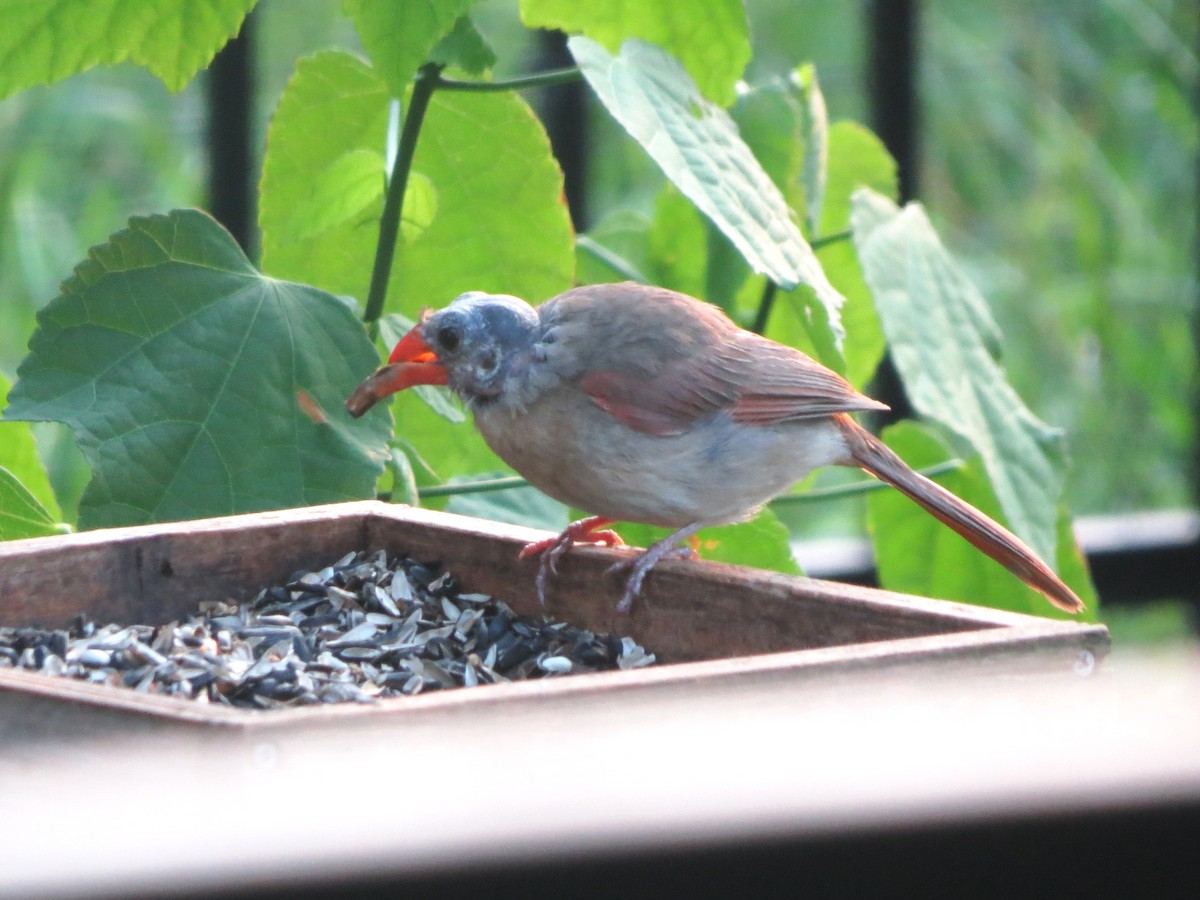 Northern Cardinal - ML620176787