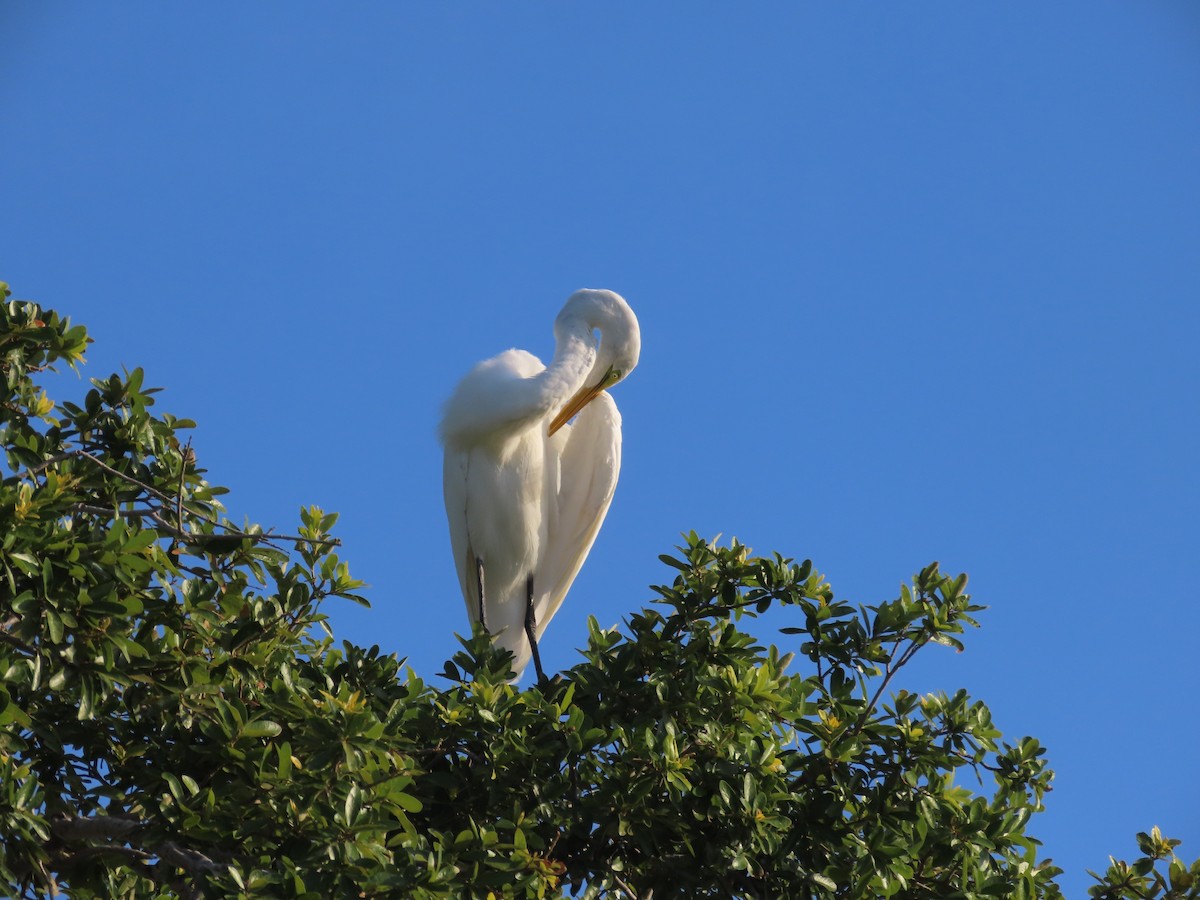 Great Egret - ML620176790