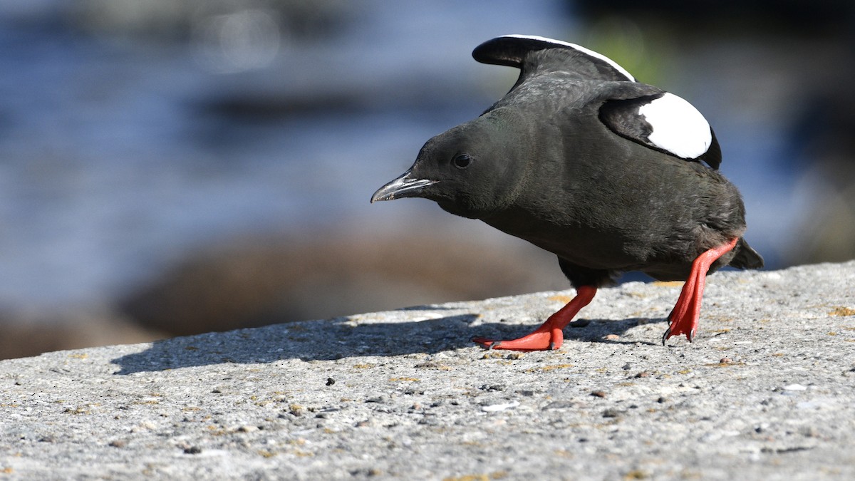 Black Guillemot (grylle Group) - ML620176795