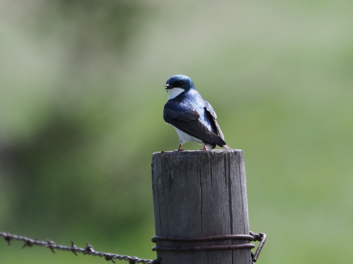 Golondrina Bicolor - ML620176798