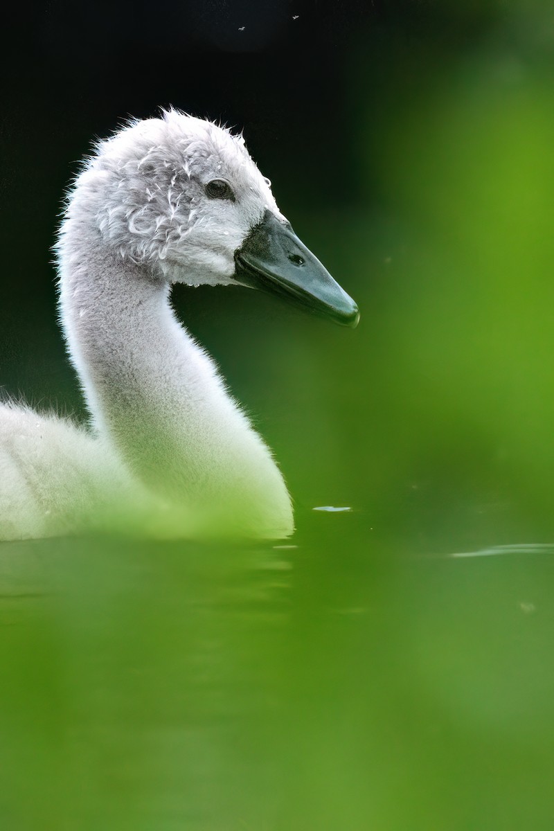 Mute Swan - ML620176799