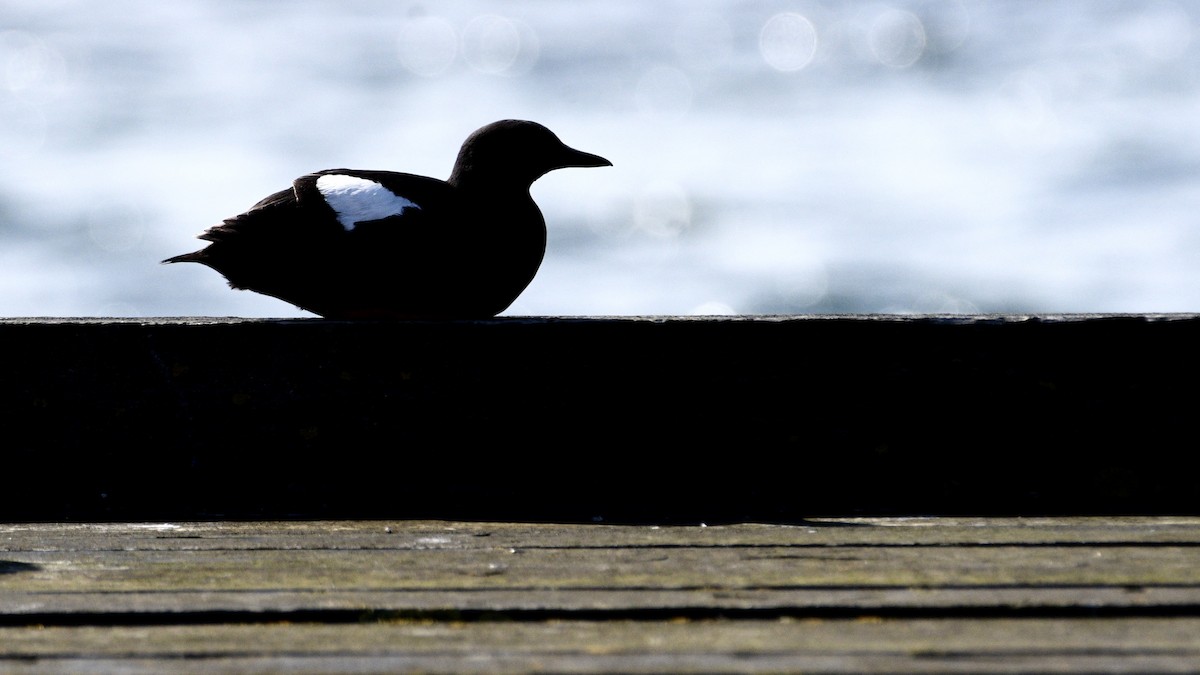 Black Guillemot (grylle Group) - ML620176801