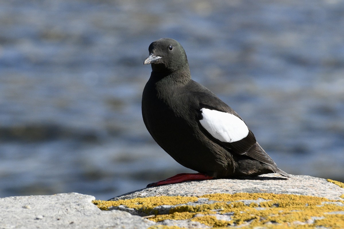 Black Guillemot (grylle Group) - ML620176803