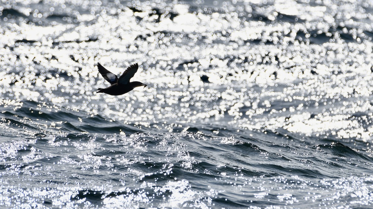 Black Guillemot (grylle Group) - ML620176804