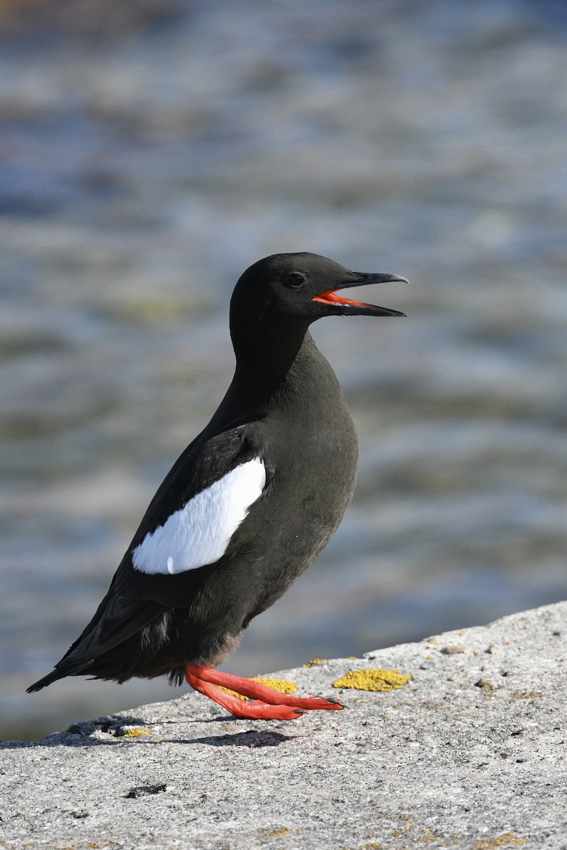 Black Guillemot (grylle Group) - ML620176805