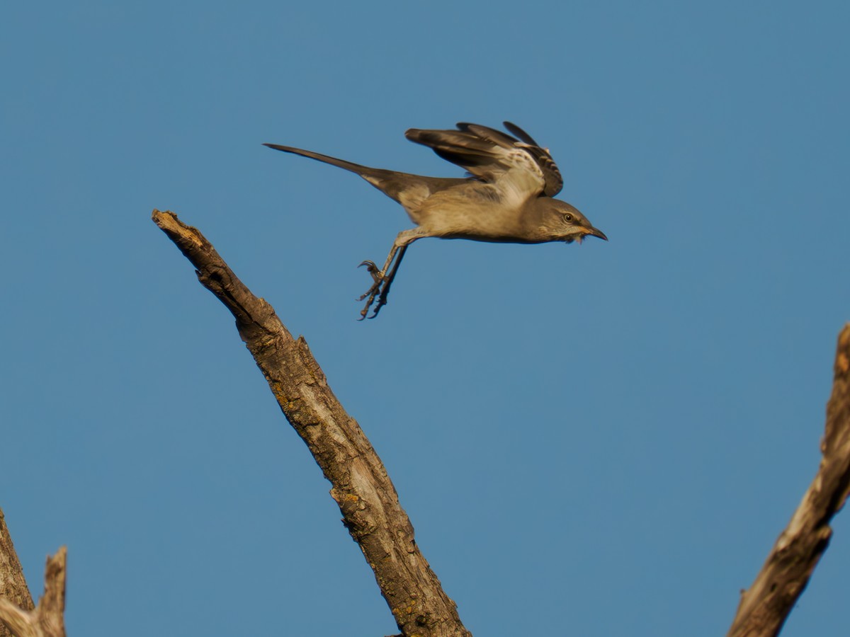 Northern Mockingbird - ML620176806