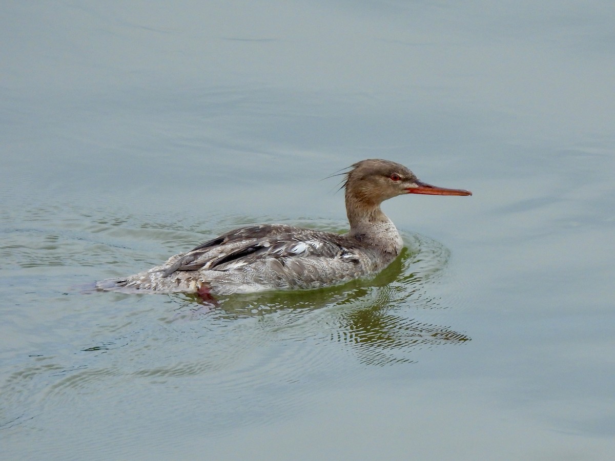 Red-breasted Merganser - Daniel Jonas